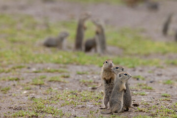Ground squirrel colony (Syslovisko Biele vody), National park Muranska Planina, Slovakia