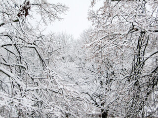 Branches covered in freshly fallen snow, forming a monochrome forest landscape.
