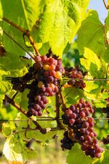 Vineyard with Palava, Southern Moravia, Czech Republic