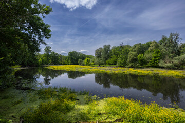 Fototapeta premium Morava river in spring time