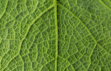 Green leaf structure macro photography background