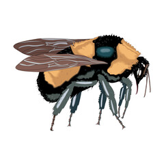 Cartoon bee. Honey bee insect, cute striped bumblebee. Winged insect isolated flat vector illustration in EPS10