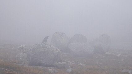 Ravens sitting on stone