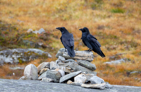 Ravens sitting on stone