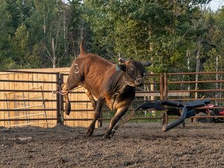 Competition Bucking Bull stock elimination Alberta Canada using bucking dummy for practice