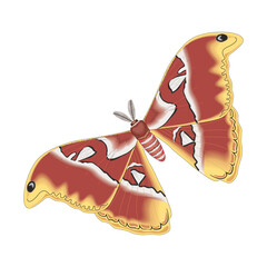 vector illustration of a butterfly with wide wings and a charming color. a colorful butterfly with a colorful pattern on it. Abstract Butterfly Wings. Exotic Moth Decor. Elegant Flying Insect.