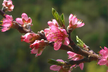 Fiori di pesco