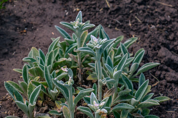 Stachys byzantina the lamb's-ear or woolly hedgenettle in green and white color. Flowering plant of family Lamiaceae.