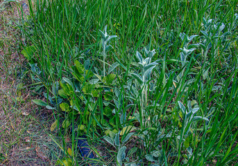 Stachys byzantina the lamb's-ear or woolly hedgenettle in green and white color. Flowering plant of family Lamiaceae.