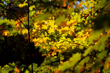 Sunlit yellow autumn leaves on a crisp November morning, Audubon Acres, Chattanooga, Tennessee