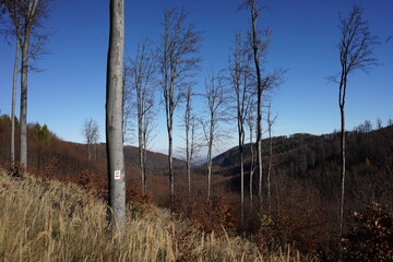 Góry Sowie, Polska © Strumyk