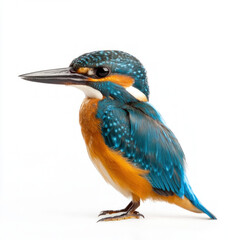 Kingfisher Isolated