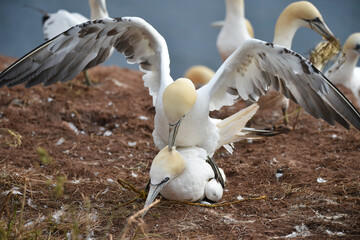 Basstölpel paaren sich auf Helgoland 