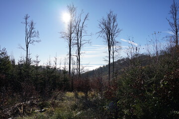 Góry Sowie, Polska © Strumyk