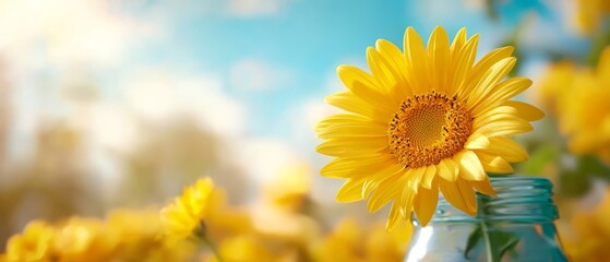 Obraz premium A sunflower in a mason jar in a field of sunflowers