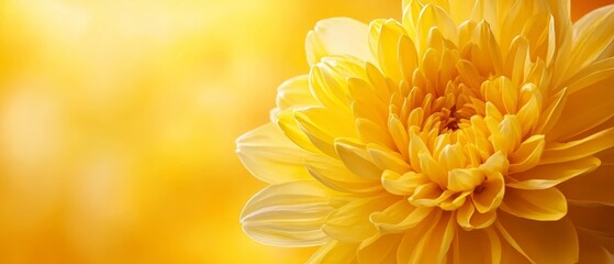 Fototapeta premium A close up of a yellow flower on a yellow background