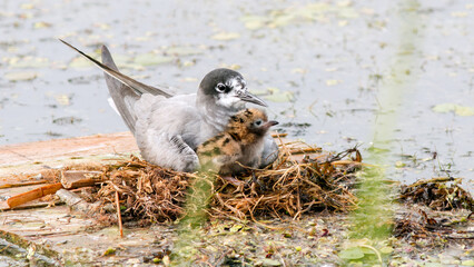 bird in the nest
