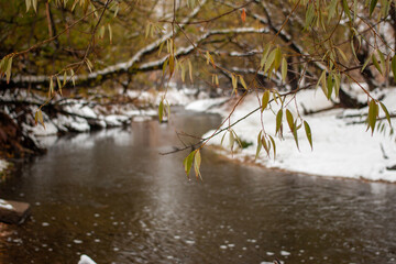 autumn leaves on the river
