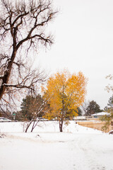 tree in the snow
