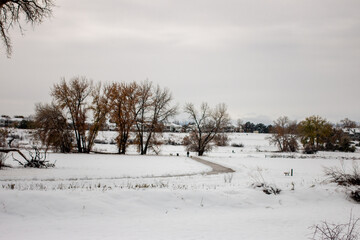 Fototapeta premium landscape with trees