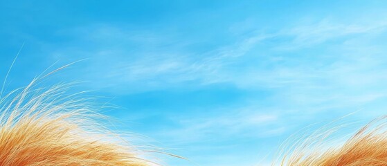 A field of tall grass against a blue sky with clouds