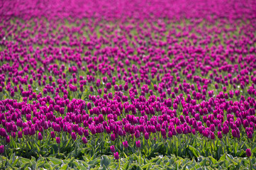 Tulipa darwin hybrid - Tulipe Darwin hybride - Texel - Hollande - Pays-Bas