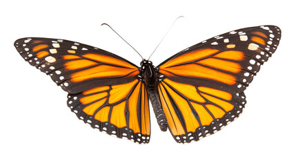 Obraz premium Beautiful monarch butterfly isolated on transparent background