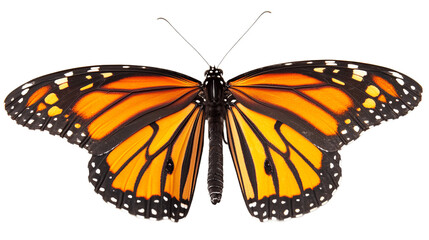 Obraz premium Beautiful monarch butterfly isolated on transparent background