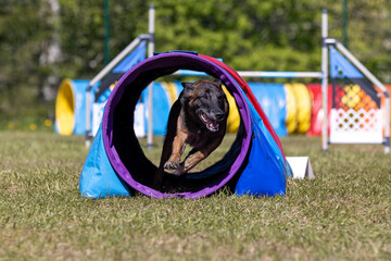 Sable with black mask working Belgian shepherd malinua dog doing agility tunnel obstacle on dog...