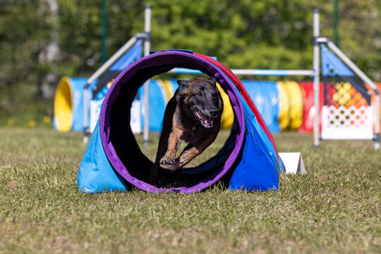 Sable with black mask working Belgian shepherd malinua dog doing agility tunnel obstacle on dog agility course competition. Fast and furious malinois running fast speed on outside grass field