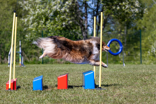 Fast and crazy sable and white Scottish rough collie running agility slalom on outside competition during sunny summer time. Smart, working and obedient  lassie, English collie breed dog doing agility