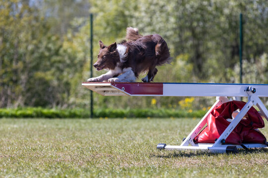 Working border collie breed dogs running agility obstacle see-saw, teeter.Agility competition,dog sport with fluffy and fast brown chocolate and white smooth border collie.Hooper's championship winner