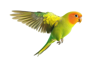 Fototapeta premium Colorful flying parrot isolated on transparent background