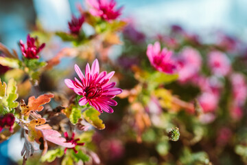 autumn chrysanthemum flowers in garden
