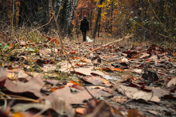 Walking in the autumn forest with a dog