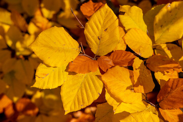 Autumn yellow leaves on the tree. Orange and yellow colour of the autumn season on a sunny day