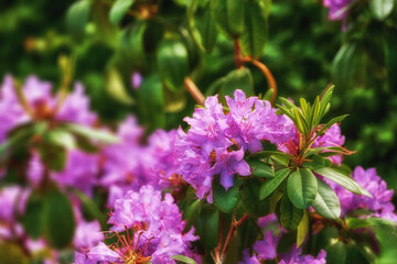 Flowers, garden and environment with nature, countryside and sunshine with plants. Empty, outdoor and flora with ecology, habitat and spring with landscape, growth and blossom with ecosystem