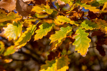 Autumn yellow leaves on the tree. Orange and yellow colour of the autumn season on a sunny day