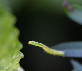 caterpillar on a leaf