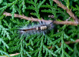 close up of a caterpillar
