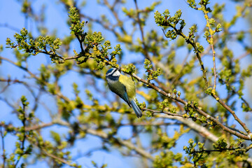 Mésange bleue cherchant des matériaux pour son nid dans des branches au printemps – Cyanistes caeruleus