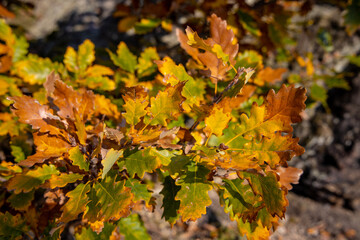 Autumn yellow leaves on the tree. Orange and yellow colour of the autumn season on a sunny day