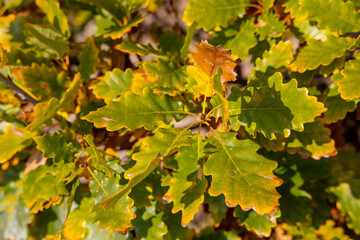 Autumn yellow leaves on the tree. Orange and yellow colour of the autumn season on a sunny day