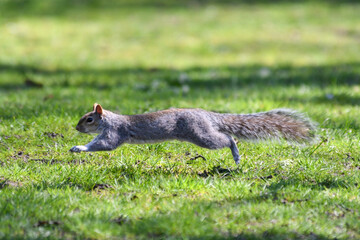 Fototapeta premium Écureuil gris (Sciurus carolinensis) en train de courir dans l'herbe