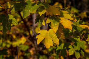 Autumn yellow leaves on the tree. Orange and yellow colour of the autumn season on a sunny day