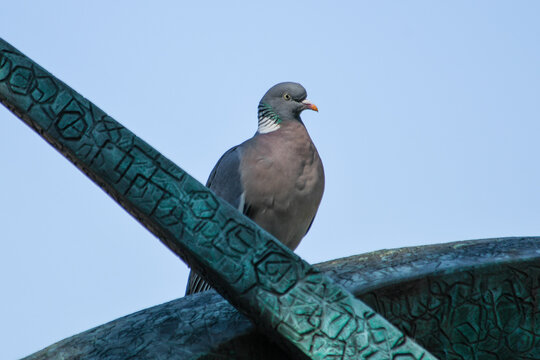 Pigeon ramier (Columba palumbus)