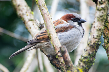 Moineau domestique (Passer domesticus) sur une branche