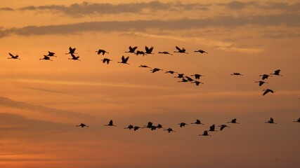 Nuée de grues cendrées (oiseaux migrateurs) en vol dans le ciel, au lever du soleil, au dessus du lac du Der Chantecoq, en Champagne Ardenne, dans la région Grand Est (France)