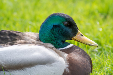 Canard colvert mâle

