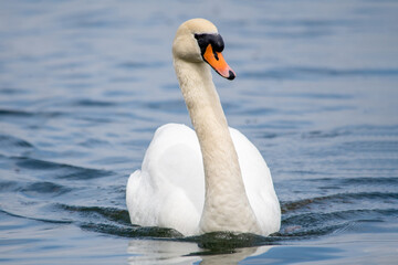 Cygne tuberculé nageant

